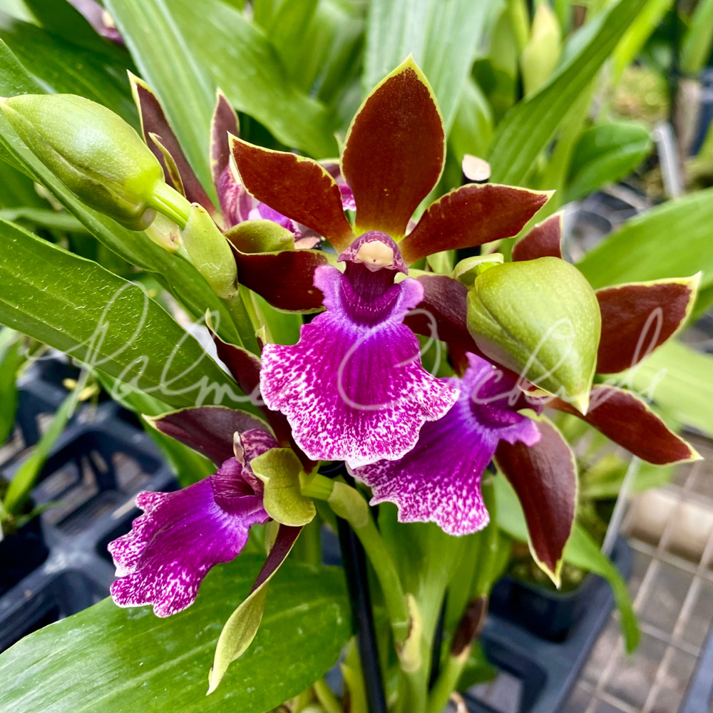 Z. Debbie De Mello — Palmer Orchids